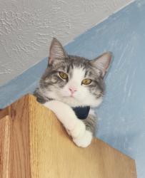 Lost Male Cat last seen KOA camp, Greene County, MO 65802