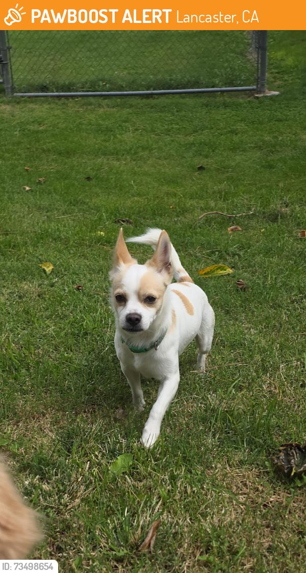 Found/Stray Male Dog last seen Steve Owens Park, Lancaster, CA., Lancaster, CA 93534