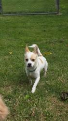 Found/Stray Male Dog last seen Steve Owens Park, Lancaster, CA., Lancaster, CA 93534