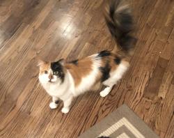 Reunited Female Cat last seen Irving and w 29th, Denver, CO 80211