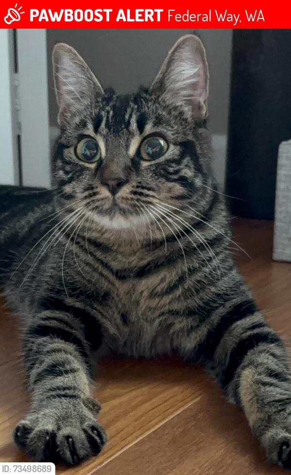 Lost Female Cat last seen church light of christ, Federal Way, WA 98023