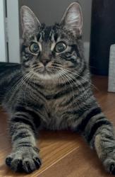 Lost Female Cat last seen church light of christ, Federal Way, WA 98023