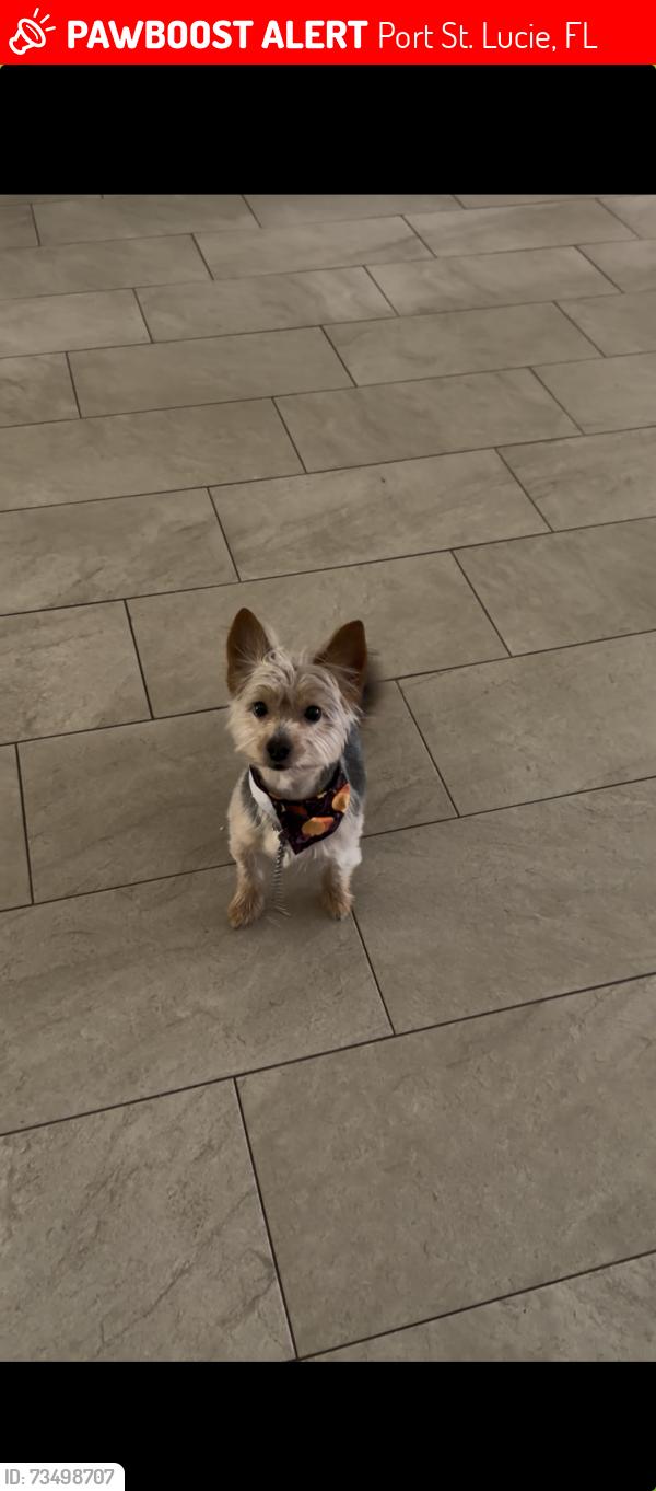 Lost Male Dog last seen Alcanterra and Savona, Port St. Lucie, FL 34953
