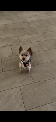 Lost Male Dog last seen Alcanterra and Savona, Port St. Lucie, FL 34953