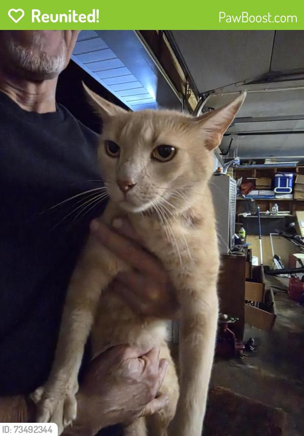 Reunited Unknown Cat last seen Granny country kichen, hwy 10 , Claremont, Claremont, NC 28610