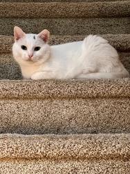 Reunited Male Cat last seen Kames Ct & Our Slinger Rd, Slinger, WI 53086