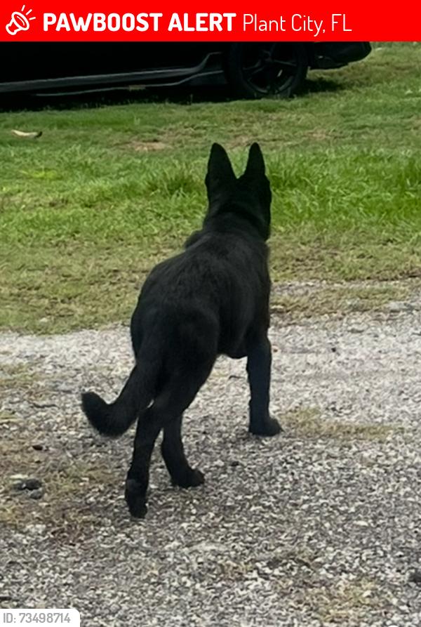 Lost Male Dog last seen Near Hopewell manor rd, Plant City, FL 33567
