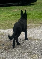 Lost Male Dog last seen Near Hopewell manor rd, Plant City, FL 33567