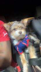 Lost Male Dog last seen Near Rawson Street SE, Atlanta, GA 30312