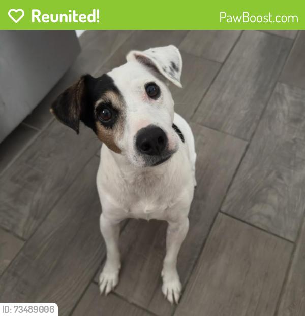 Reunited Male Dog last seen Bering Drive Houston Texas, Houston, TX 77057