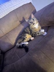 Lost Male Cat last seen Calibre Crest apmts, Altamonte Springs, FL 32714