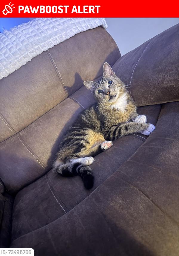 Lost Male Cat last seen Calibre Crest apmts, Altamonte Springs, FL 32714