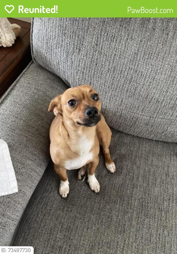 Reunited Female Dog last seen Windchime Dr, Fort Worth, TX 76133