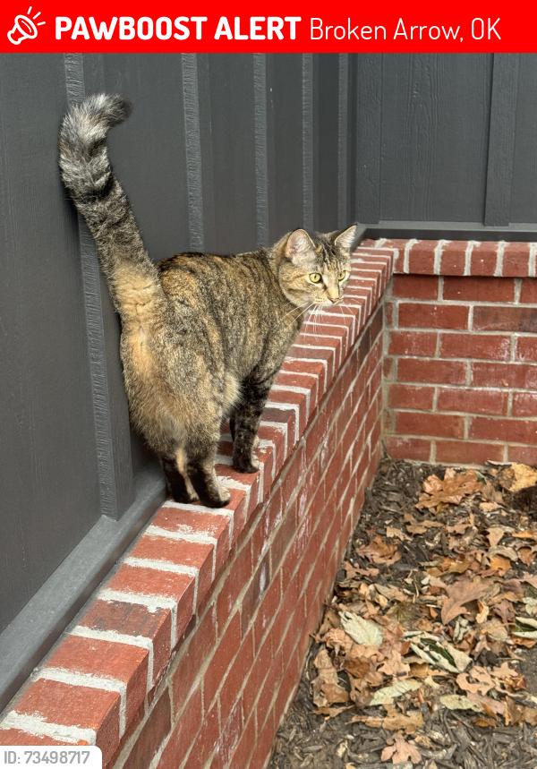 Lost Female Cat last seen 121st and 129th east avenue, Broken Arrow, OK 74011