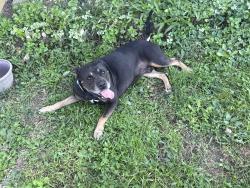 Found/Stray Male Dog last seen 5479–5499 E Raymond St Indianapolis, IN 46203 United States, Indianapolis, IN 46203