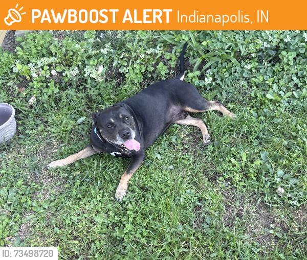 Found/Stray Male Dog last seen 5479–5499 E Raymond St Indianapolis, IN 46203 United States, Indianapolis, IN 46203