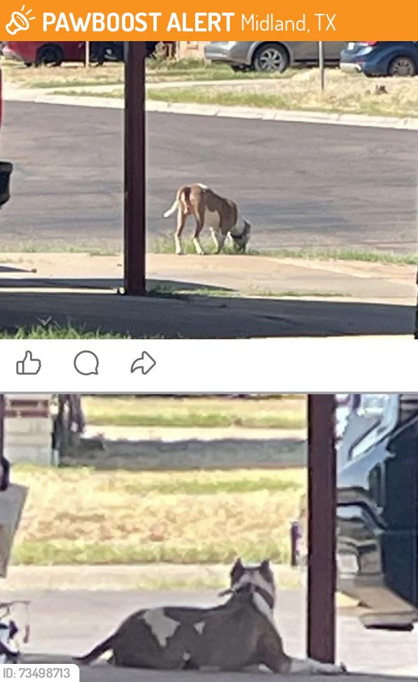 Found/Stray Male Dog last seen Illinois’s, Midland, TX 79703