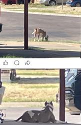 Found/Stray Male Dog last seen Illinois’s, Midland, TX 79703