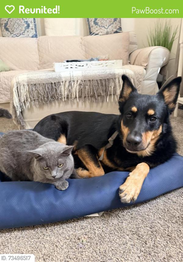 Reunited Female Dog last seen Churn creek and hartnell. Live next door to enterprise, Redding, CA 96002