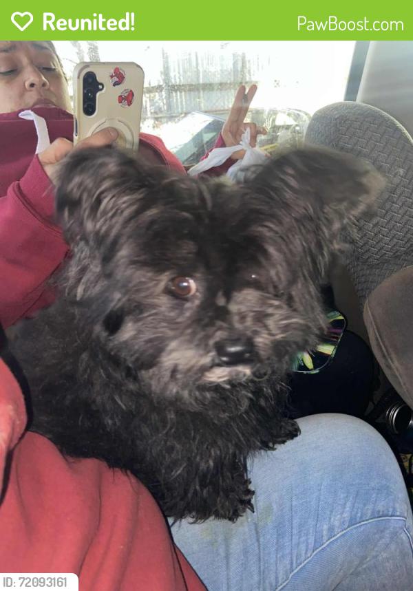 Reunited Male Dog last seen Wright st & edgefield, Dallas, TX 75208