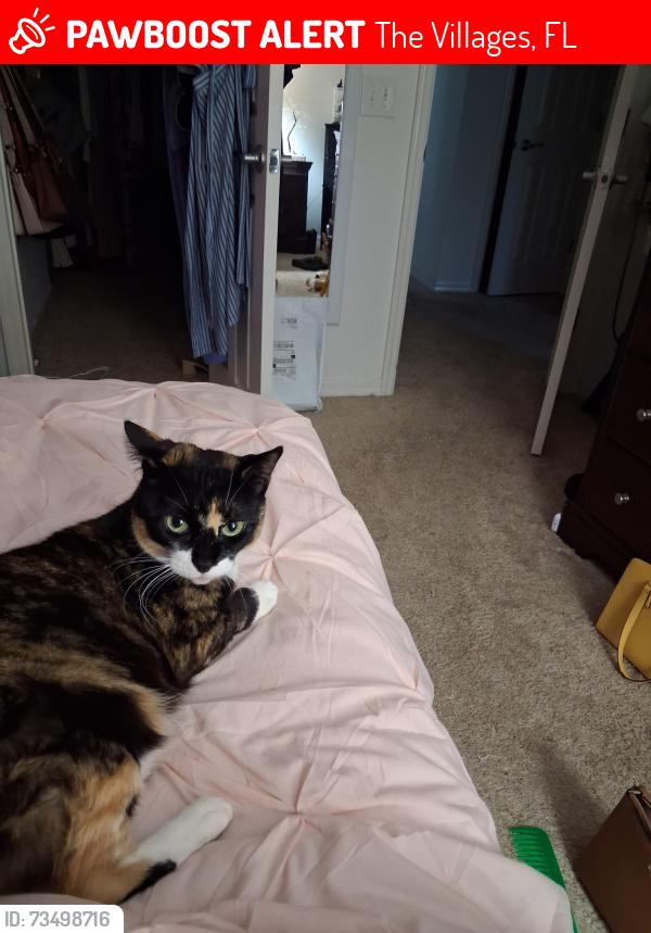 Lost Female Cat last seen Fairhope Villas, The Villages, FL 32162