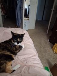 Lost Female Cat last seen Fairhope Villas, The Villages, FL 32162