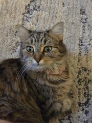 Lost Female Cat last seen By the east main street church, Newark, OH 43055