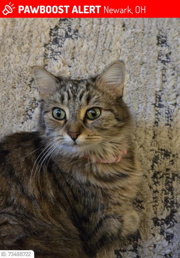 Lost Female Cat last seen By the east main street church, Newark, OH 43055