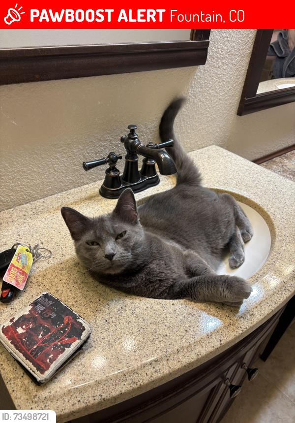 Lost Female Cat last seen Fountain Mesa Rd, Comanche Village Dr, Fountain, CO 80913