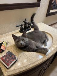 Lost Female Cat last seen Fountain Mesa Rd, Comanche Village Dr, Fountain, CO 80913