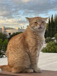 Reunited Male Cat last seen Near Hamilton Way, Los Angeles, CA 90026