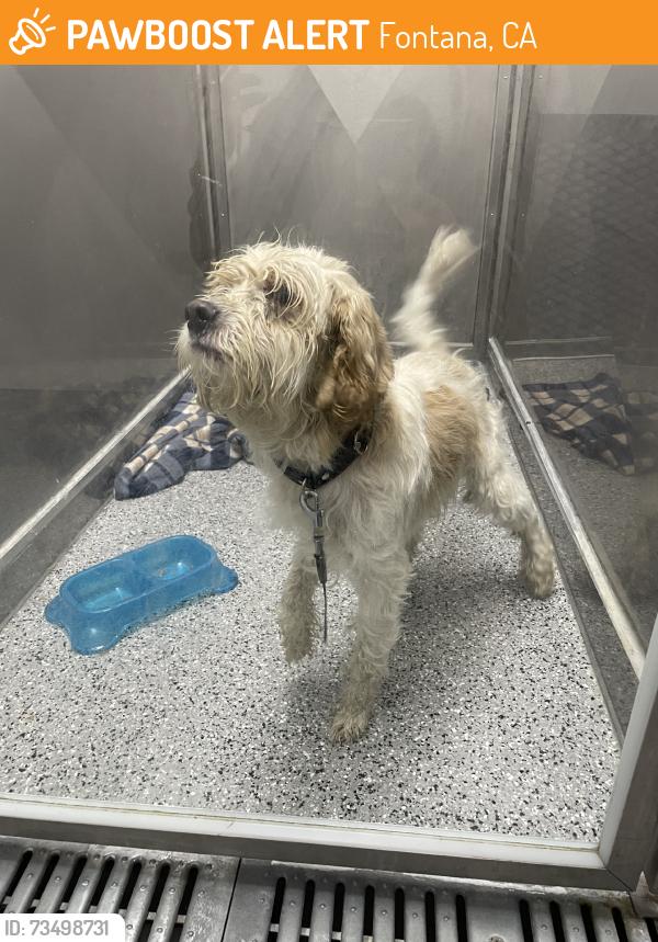 Found/Stray Male Dog last seen San Bernadino and Sierra Ave, Fontana, CA 92335