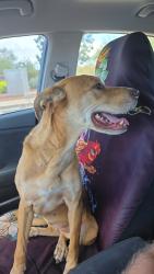 Reunited Female Dog last seen 111th Ave and Indian School, Phoenix, AZ 85037