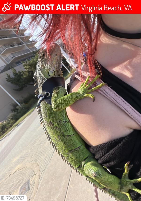 Lost Female Reptile last seen On the Holiday campground, Virginia Beach, VA 23454