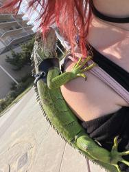 Lost Female Reptile last seen On the Holiday campground, Virginia Beach, VA 23454