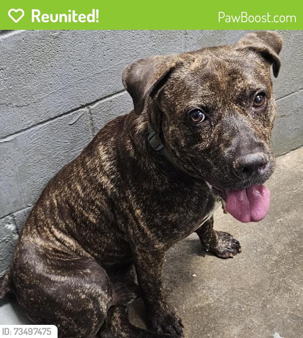 Reunited Male Dog last seen College Ave, South Houston, TX, USA, South Houston, TX 77587
