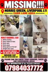 Lost Male Cat last seen Carr lane Norris Green, Merseyside, England L11 2TS