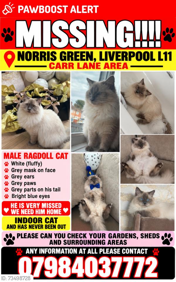 Lost Male Cat last seen Carr lane Norris Green, Merseyside, England L11 2TS