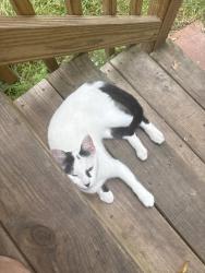 Found/Stray Unknown Cat last seen Burkett rd and Oak Shadows, New Caney, TX 77357