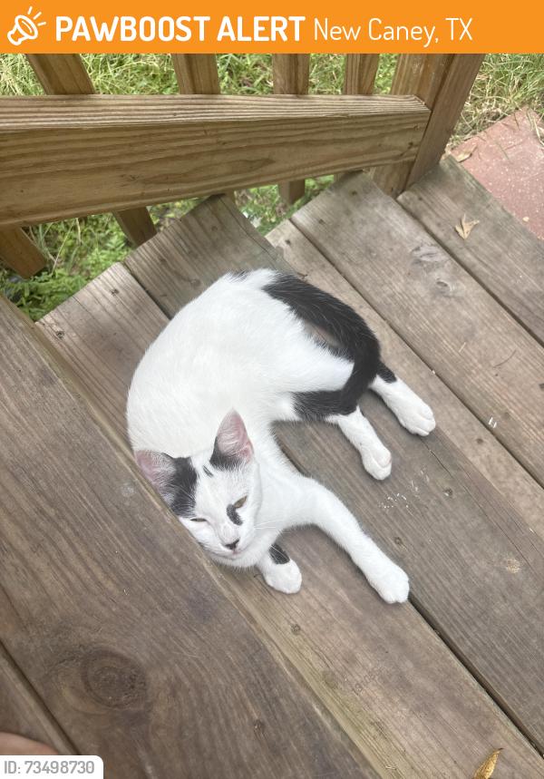 Found/Stray Unknown Cat last seen Burkett rd and Oak Shadows, New Caney, TX 77357