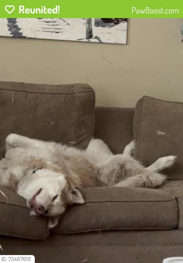 Reunited Male Dog last seen Cliffdale and McPherson Church Road, Fayetteville, NC 28314