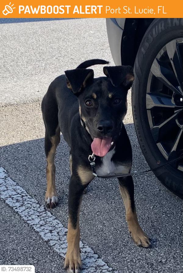 Found/Stray Unknown Dog last seen Port Saint Lucie, Port St. Lucie, FL 34986