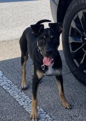 Found/Stray Unknown Dog last seen Port Saint Lucie, Port St. Lucie, FL 34986