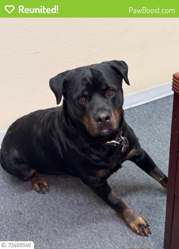 Reunited Female Dog last seen Near Miller St, San Leandro, CA 94577