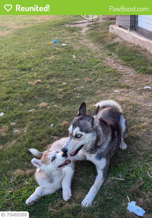 Reunited Female Dog last seen McQueeny Cv Round rock, Round Rock, TX 78664