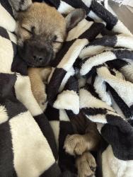 Found/Stray Female Dog last seen El segundo, ca, El Segundo, CA 90245