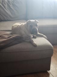 Reunited Female Dog last seen I-40, Tijeras, NM 87059