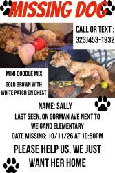 Reunited Female Dog last seen 103rd st and Gorman Ave, Los Angeles, CA 90002