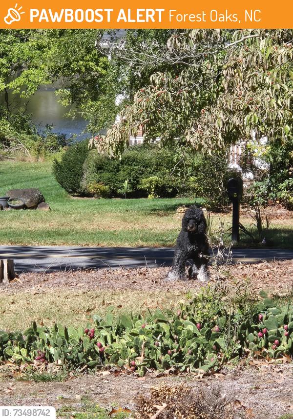 Found/Stray Unknown Dog last seen Brookhaven and Bentford in Forest Oaks, Forest Oaks, NC 27406