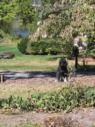Found/Stray Unknown Dog last seen Brookhaven and Bentford in Forest Oaks, Forest Oaks, NC 27406